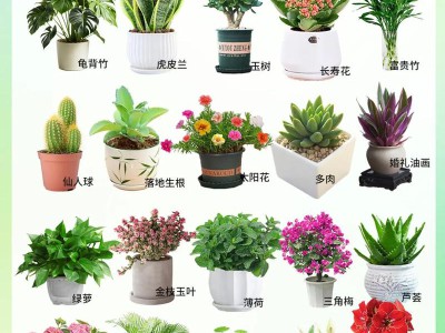 绿植养护小技巧，新手也能养出茂盛绿植