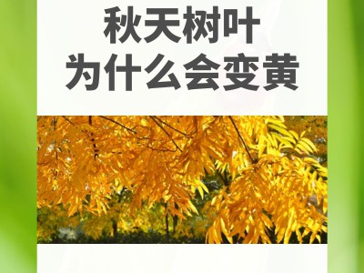 为什么树叶秋天会变黄、掉落？不是“枯萎”，是树木的智慧