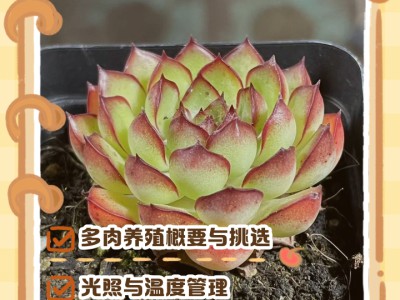 多肉植物养护小技巧，新手也能养出好状态